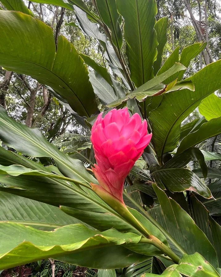 Hot Pink Ginger Plant – Live Tropical Flowering Ginger – 3-6" Tall - Image 2