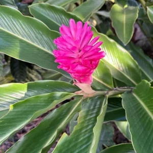 Hot Pink Ginger Plant – Live Tropical Flowering Ginger – 3-6