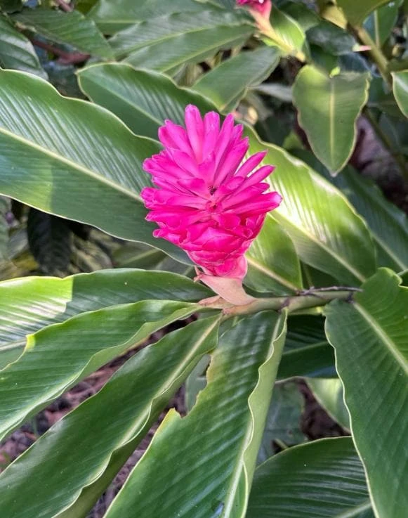 Hot Pink Ginger Plant – Live Tropical Flowering Ginger – 3-6" Tall - Image 1