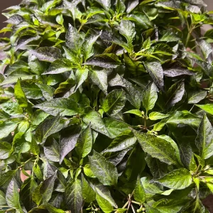 Hot Purple Thai Chili Live Plant – 4 Seedlings – Spicy Pepper Plant – Outdoor - Image 3