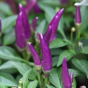 Hot Purple Thai Chili Live Plant – 4 Seedlings – Spicy Pepper Plant – Outdoor - Image 4