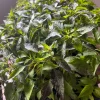 Hot Purple Thai Chili Live Plant – 4 Seedlings – Spicy Pepper Plant – Outdoor - Image 1