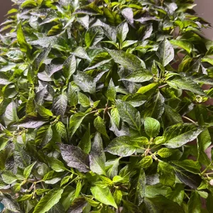 Hot Purple Thai Chili Plant – 4 Live Seedlings – Spicy Pepper - Image 2