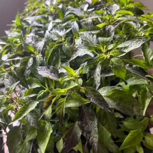 Hot Purple Thai Chili Plant – 4 Live Seedlings – Spicy Pepper - Image 1