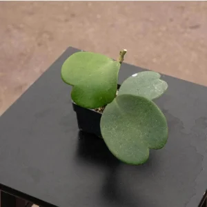 Hoya Kerrii Live Plant – Green Heart Leaf Succulent – 3-6
