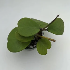 Hoya Kerrii Live Plant – Green Heart Leaf Succulent – 3-6