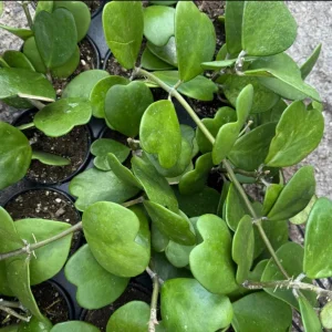 Hoya Kerrii Live Plant – Green Heart Leaf Succulent – 3-6