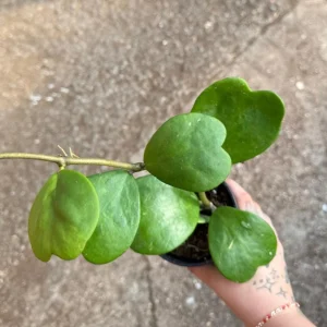 Hoya Kerrii Live Plant – Green Heart Leaf Succulent – 3-6
