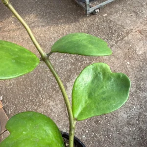 Hoya Kerrii Live Plant – Green Heart Leaf Succulent – 3-6
