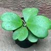 Hoya Kerrii Live Plant – Green Heart Leaf Succulent – 3-6" Tall Starter - Image 1