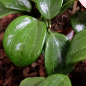 Hoya quinquenervia Live Plant – Tropical Climbing Hoya Vine – 3.25