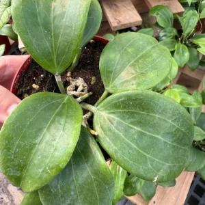 Hoya quinquenervia Live Plant – Tropical Climbing Hoya Vine – 3.25