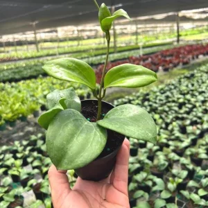 Hoya quinquenervia Live Plant – Tropical Climbing Hoya Vine – 3.25