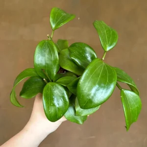 Hoya quinquenervia Live Plant – Tropical Climbing Hoya Vine – 3.25