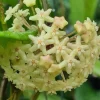 Hoya quinquenervia Live Plant – Tropical Climbing Hoya Vine – 3.25" Pot Size - Image 1