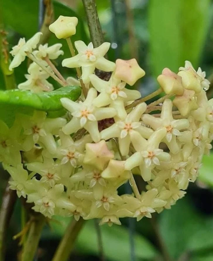 Hoya quinquenervia Live Plant – Tropical Climbing Hoya Vine – 3.25" Pot Size - Image 1