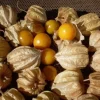 Husk Ground Cherry Cape Gooseberry Live Plant Seedlings - 6-10 Inch Tall - Edible Fruit - Image 1