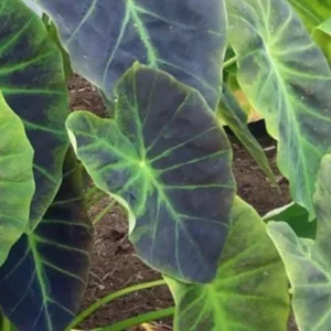 Illustris Colocasia Live Plant – Elephant Ear Taro – 3