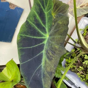 Illustris Colocasia Live Plant – Elephant Ear Taro – 3
