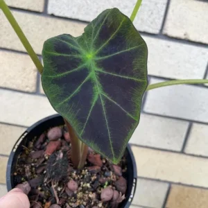 Illustris Colocasia Live Plant – Elephant Ear Taro – 3