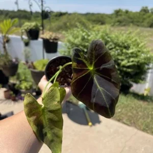 Illustris Colocasia Live Plant – Elephant Ear Taro – 3