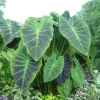 Illustris Colocasia Live Plant – Elephant Ear Taro – 3" Pot – Bold Foliage - Image 1