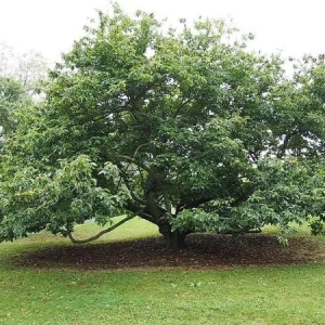 Improved Chinese Chestnut Tree Live Plant – 24-30