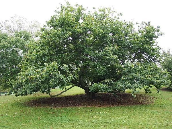 Improved Chinese Chestnut Tree Live Plant – 24-30" Tall – Deep Band Pot - Image 2
