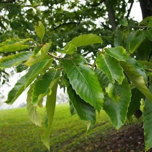 Improved Chinese Chestnut Tree Live Plant – 24-30