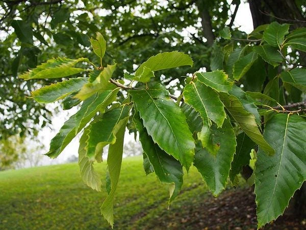 Improved Chinese Chestnut Tree Live Plant – 24-30" Tall – Deep Band Pot - Image 3