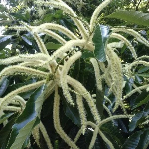 Improved Chinese Chestnut Tree Live Plant – 24-30