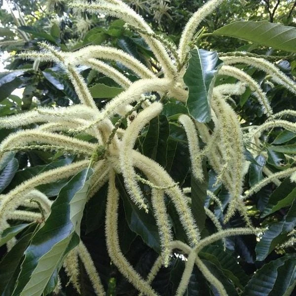 Improved Chinese Chestnut Tree Live Plant – 24-30" Tall – Deep Band Pot - Image 4