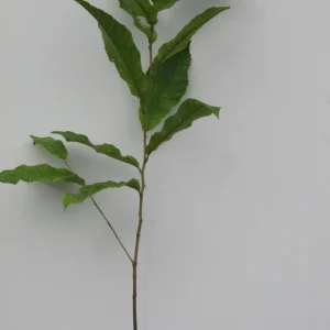 Improved Chinese Chestnut Tree Live Plant – 24-30