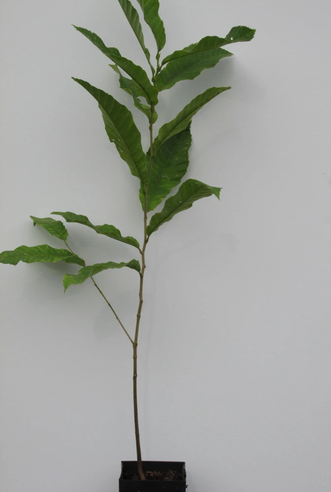 Improved Chinese Chestnut Tree Live Plant – 24-30" Tall – Deep Band Pot - Image 5