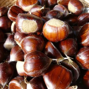Improved Chinese Chestnut Tree Live Plant – 24-30