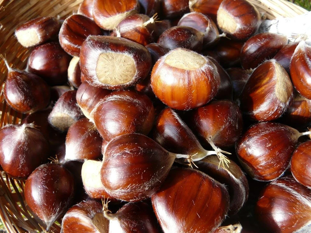Improved Chinese Chestnut Tree Live Plant – 24-30" Tall – Deep Band Pot - Image 1