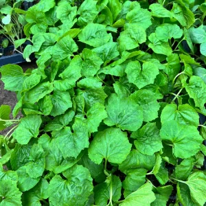 Indian Bittermelon: 4 Live Seedlings - Image 2