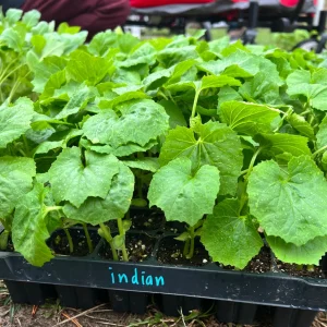Indian Bittermelon: 4 Live Seedlings - Image 1