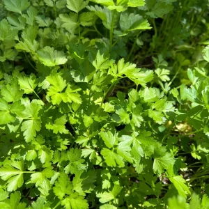 Italian Parsley Live Plant – 2.5 inch Pot – Culinary Herb for Indoor/Outdoor - Image 2