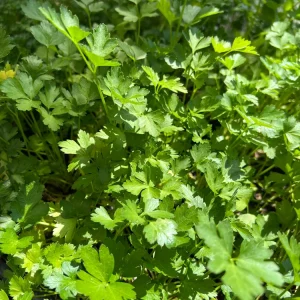 Italian Parsley Live Plant – 2.5 inch Pot – Culinary Herb for Indoor/Outdoor - Image 3