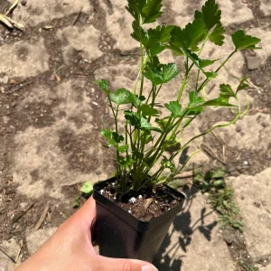Italian Parsley Live Plant – 2.5 inch Pot – Culinary Herb for Indoor/Outdoor - Image 4