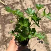 Italian Parsley Live Plant – 2.5 inch Pot – Culinary Herb for Indoor/Outdoor - Image 1