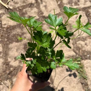 Italian Parsley Live Plant – 2.5 inch Pot – Culinary Herb for Indoor/Outdoor - Image 1