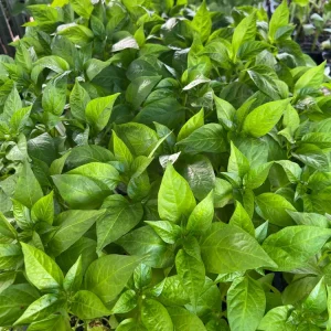 Italian Pepperoncini Sweet Pepper Live Plants - 4 Seedlings - Ready to Plant - Image 2