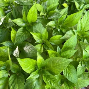 Italian Pepperoncini Sweet Pepper Live Plants - 4 Seedlings - Ready to Plant - Image 3