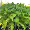 Italian Pepperoncini Sweet Pepper Live Plants - 4 Seedlings - Ready to Plant - Image 1