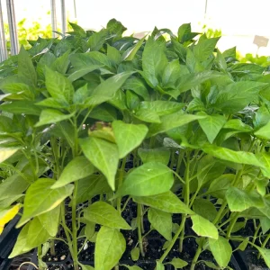 Italian Pepperoncini Sweet Pepper Live Plants - 4 Seedlings - Ready to Plant - Image 1