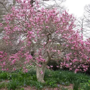 Jane Magnolia Live Plant – 24-30