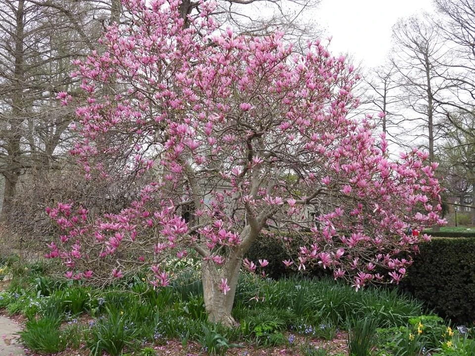 Jane Magnolia Live Plant – 24-30" Tall – 1 Gallon Pot – Outdoor Shrub - Image 2