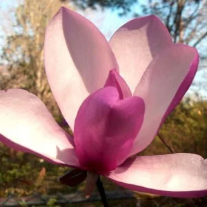 Jane Magnolia Live Plant – 24-30